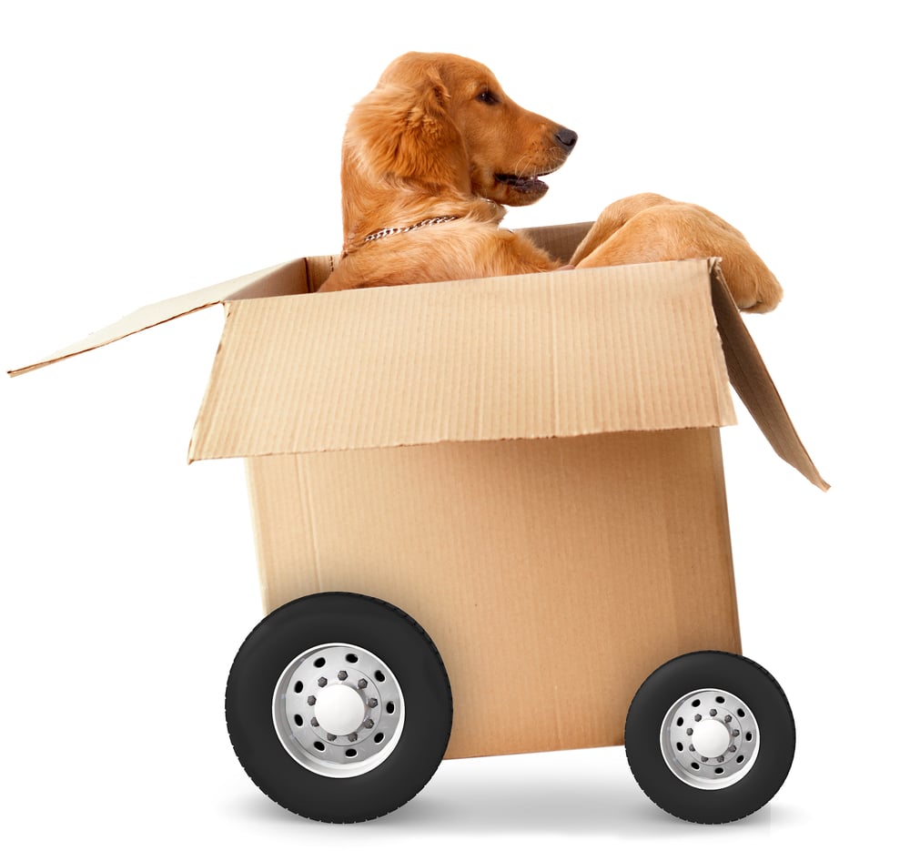Dog in a car made of cardboard box - fast shipment concepts