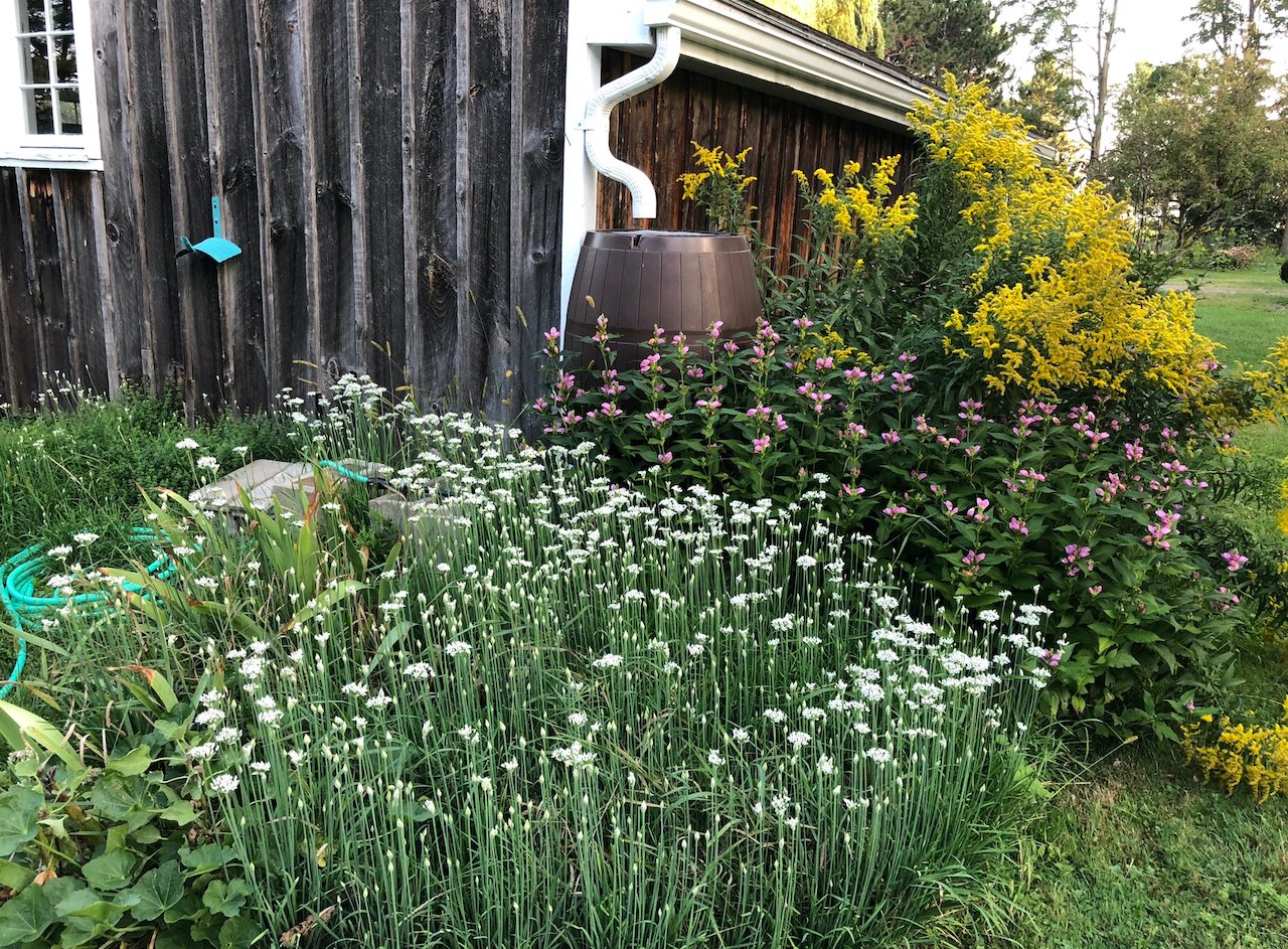 rain-barrel-cistern-watering-flower-garden