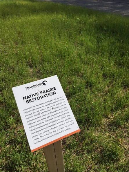 Meadowlark's Native Prairie Grass year one