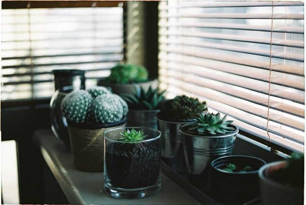plants-and-blinds